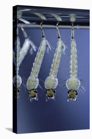 Culex Pipiens (Common House Mosquito) - Larvae-Paul Starosta-Premier Image Canvas