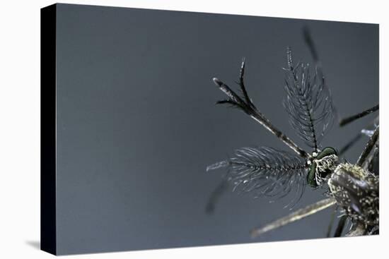 Culex Pipiens (Common House Mosquito) - Male-Paul Starosta-Premier Image Canvas