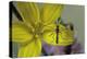 Culex Pipiens (Common House Mosquito) - on a Flower-Paul Starosta-Premier Image Canvas