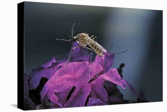 Culex Pipiens (Common House Mosquito) - on a Flower-Paul Starosta-Premier Image Canvas