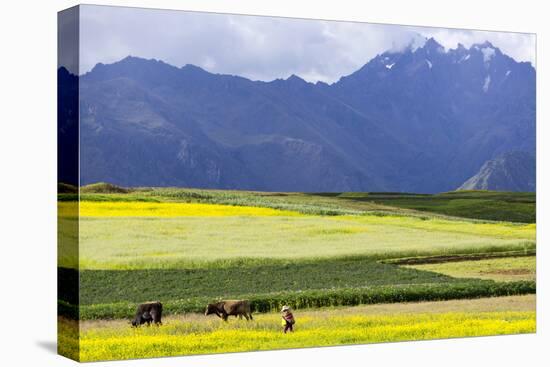 Cultivated Fields and Cattle, Moho, Bordering on Lake Titicaca, Peru-Peter Groenendijk-Premier Image Canvas