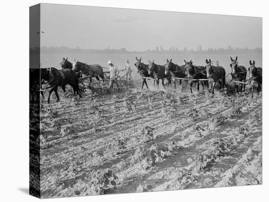 Cultivating cotton in Arkansas, 1938-Dorothea Lange-Premier Image Canvas