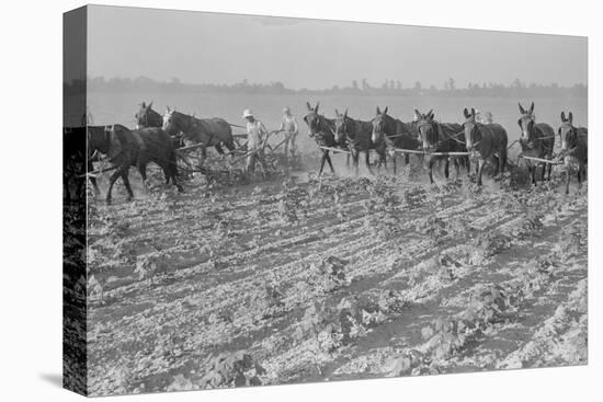 Cultivating Cotton-Dorothea Lange-Stretched Canvas