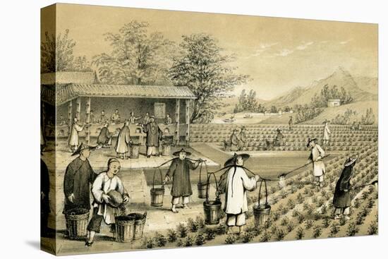 Culture and Preparation of Tea, China, 1847-E Gilks-Premier Image Canvas