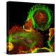 Cultured Cell, Light Micrograph-Science Photo Library-Premier Image Canvas