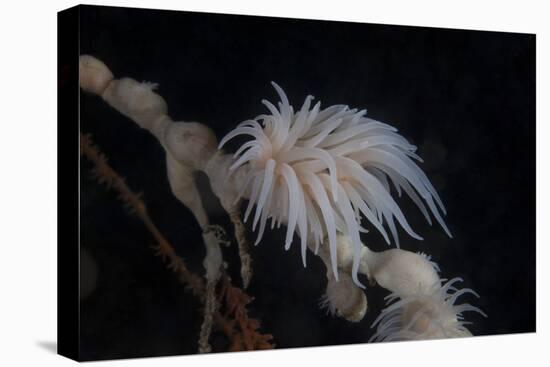 Cup Coral Polyps Hang under a Ledge on a Reef in Fiji-Stocktrek Images-Premier Image Canvas