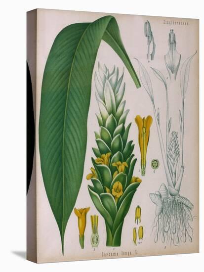 Curcuma Longa (Turmeric) from 'Kohler's Medicinal Plants' by Franz Eugen Kohler-German School-Premier Image Canvas