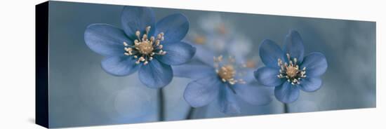 Curious anemones-Heidi Westum-Premier Image Canvas