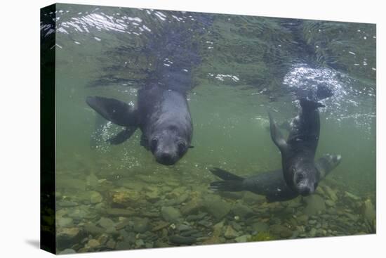 Curious Antarctica Fur Seal Pups (Arctocephalus Gazella), Polar Regions-Michael Nolan-Premier Image Canvas