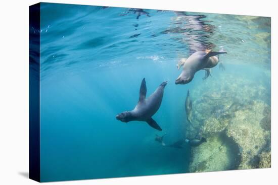 Curious California Sea Lion Pups (Zalophus Californianus), Underwater at Los Islotes-Michael Nolan-Premier Image Canvas