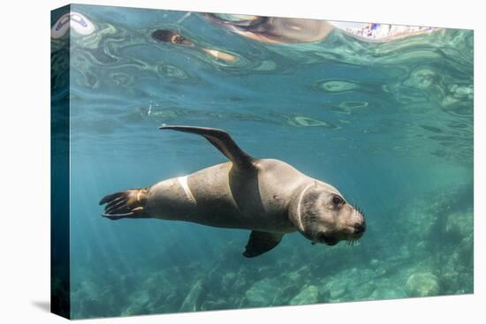 Curious California Sea Lion (Zalophus Californianus) Underwater at Los Islotes, Baja California Sur-Michael Nolan-Premier Image Canvas