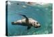 Curious California Sea Lion (Zalophus Californianus) Underwater at Los Islotes, Baja California Sur-Michael Nolan-Premier Image Canvas