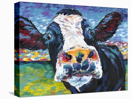 Curious Cow II-Carolee Vitaletti-Stretched Canvas