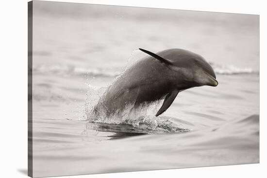 Curious Dolphin 2-Steve Munch-Stretched Canvas