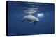 Curious Dolphin-Barathieu Gabriel-Stretched Canvas