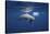 Curious Dolphin-Barathieu Gabriel-Stretched Canvas