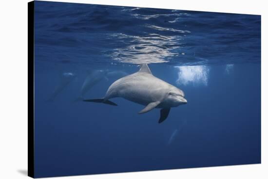 Curious Dolphin-Barathieu Gabriel-Stretched Canvas
