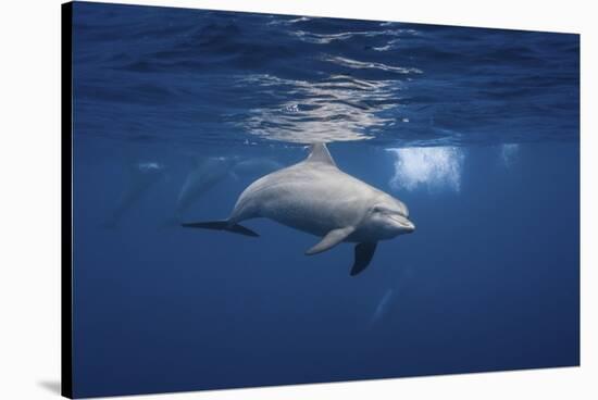 Curious Dolphin-Barathieu Gabriel-Stretched Canvas