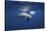 Curious Dolphin-Barathieu Gabriel-Stretched Canvas