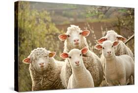 Curious Flock of Sheep-null-Stretched Canvas