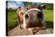 Curious Funny Cow On The Meadow-Arsgera-Premier Image Canvas