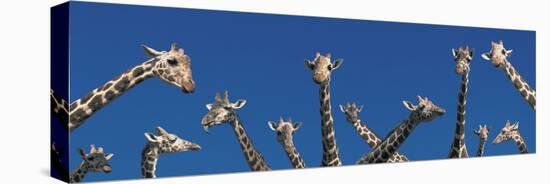 Curious Giraffes (Concept) Kenya Africa-null-Premier Image Canvas