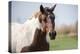 Curious horse comes to the car-Michael Scheufler-Premier Image Canvas