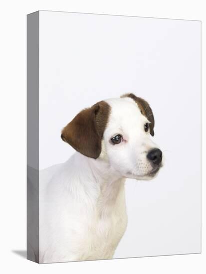 Curious Jack Russell Terrier Puppy-Lew Robertson-Premier Image Canvas