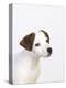 Curious Jack Russell Terrier Puppy-Lew Robertson-Premier Image Canvas