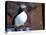 curious puffin-AdventureArt-Premier Image Canvas