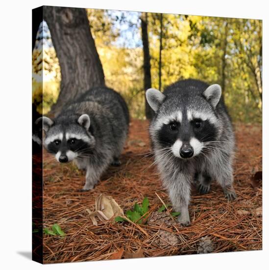 Curious Raccoons-Steve Terrill-Premier Image Canvas