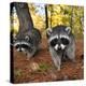 Curious Raccoons-Steve Terrill-Premier Image Canvas