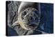 Curious Southern Elephant Seal Pup (Mirounga Leonina), Gold Harbor, South Georgia, Polar Regions-Michael Nolan-Premier Image Canvas