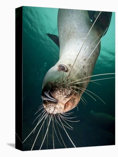 Curious Steller Sea Lion Swimming Underwater-Paul Souders-Premier Image Canvas