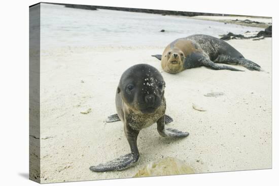 Curious Young Galapagos Sea Lion and Concerned Parent-DLILLC-Premier Image Canvas