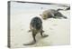 Curious Young Galapagos Sea Lion and Concerned Parent-DLILLC-Premier Image Canvas