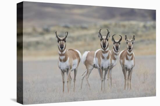 Curious young pronghorns.-Ken Archer-Premier Image Canvas