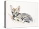 Curled Arabian Wolf Pup, 2009-Mark Adlington-Premier Image Canvas