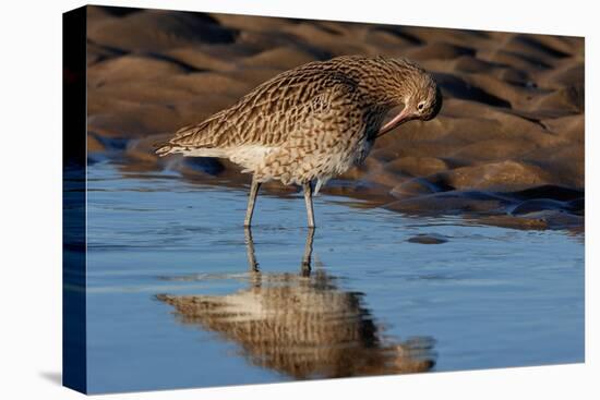 Curlew preening on mudflat at low tide, Northumberland, UK-Laurie Campbell-Premier Image Canvas