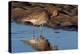 Curlew preening on mudflat at low tide, Northumberland, UK-Laurie Campbell-Premier Image Canvas