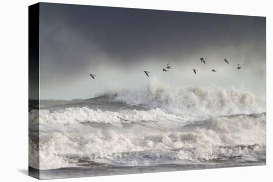 Curlews (Numenius Arquata) Group Flying over the Sea During Storm-Ben Hall-Premier Image Canvas