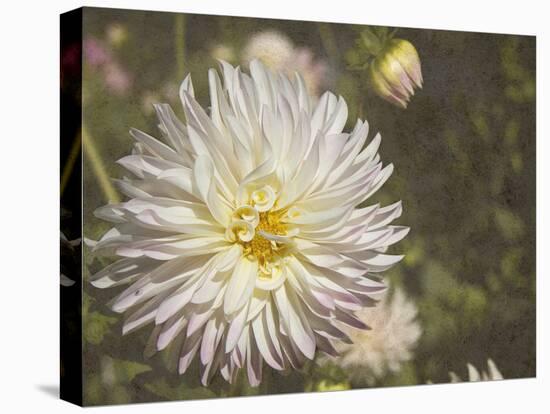 Curley Dahlia-George Johnson-Premier Image Canvas