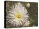 Curley Dahlia-George Johnson-Premier Image Canvas