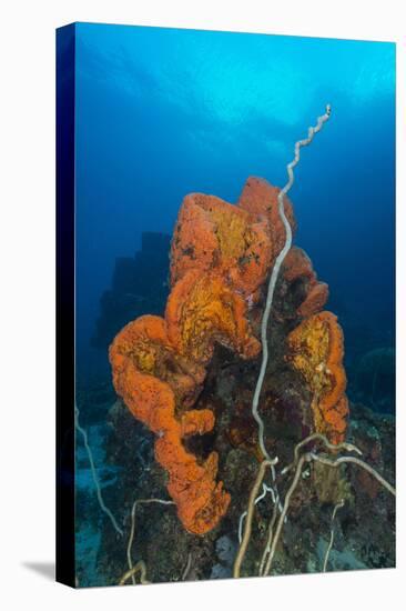 Curly Bright Orange Sponge with Greyish Whip Coral-Stocktrek Images-Premier Image Canvas