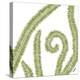 Curly Fern-Trish Sierer-Stretched Canvas