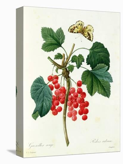 Currants: Red-Pierre-Joseph Redouté-Premier Image Canvas