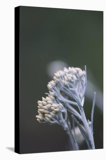 curry plant in the botanical garden,-Nadja Jacke-Premier Image Canvas