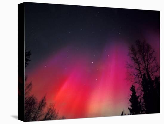 Curtains of Northern Lights above Fairbanks, Alaska, USA-Hugh Rose-Premier Image Canvas