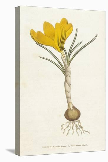 Curtis, Spring Crocus-null-Stretched Canvas