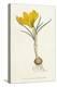 Curtis, Spring Crocus-null-Stretched Canvas